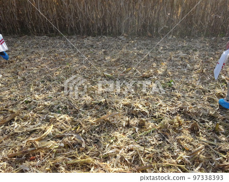 耕種前的粒狀玉米 97338393