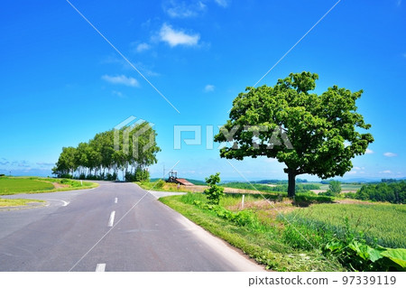 Biei-cho, Hokkaido in summer Seven-star tree and patchwork path 97339119