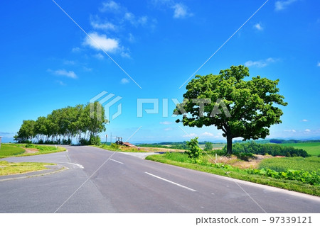 夏天的北海道美瑛町七星樹和拼布小路 夏天的北海道美瑛町七星樹和拼布小路 97339121