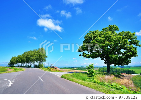 夏天的北海道美瑛町七星樹和拼布小路 夏天的北海道美瑛町七星樹和拼布小路 97339122