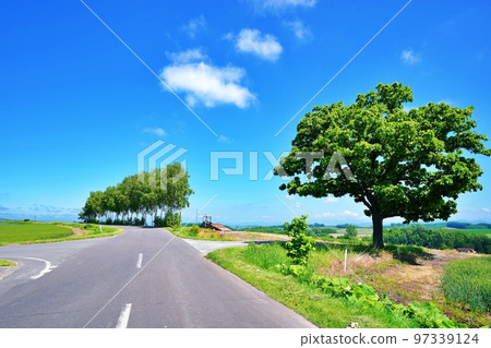 Biei-cho, Hokkaido in summer Seven-star tree and patchwork path 97339124