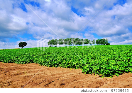 清爽夏日北海道美瑛町拼布路與七星樹 清爽夏日北海道美瑛町拼布路與七星樹 97339455