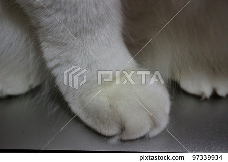 Cat's front paws close-up 97339934