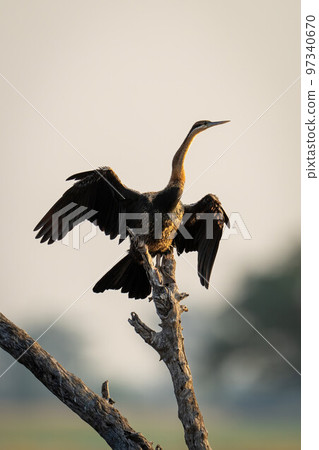 African darter dries wings on dead branch 97340670
