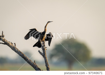 African darter drying wings on dead branch 97340671