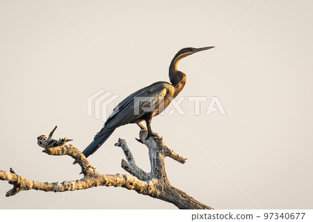African darter in profile on dead branch African darter in profile on dead branch 97340677