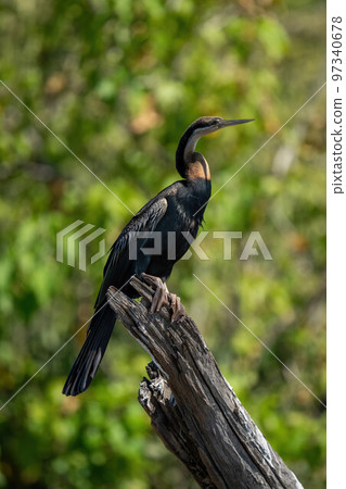 African darter in profile on tree stump 97340678
