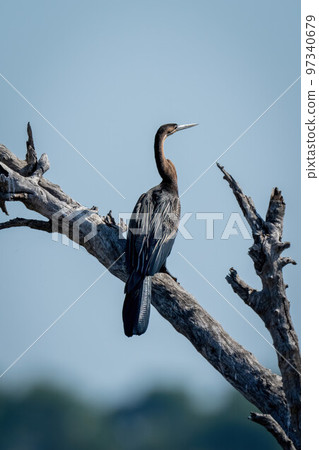 African darter in sun on dead branch African darter in sun on dead branch 97340679