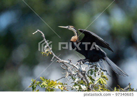African darter on leafy branch lifting wings African darter on leafy branch lifting wings 97340685