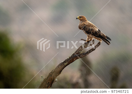Tawny eagle on wet stump in profile Tawny eagle on wet stump in profile 97340721
