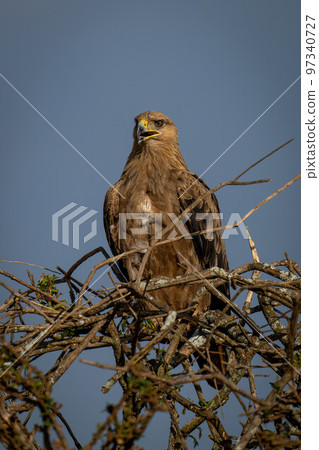 Tawny eagle squawks on branches with catchlight Tawny eagle squawks on branches with catchlight 97340727