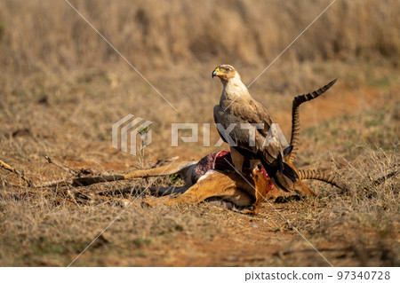 Tawny eagle stands on dead common impala Tawny eagle stands on dead common impala 97340728