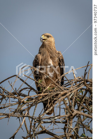 Tawny eagle with open mouth and catchlight Tawny eagle with open mouth and catchlight 97340737