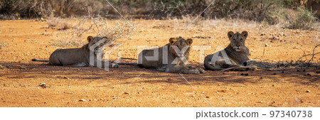Three lions lie in shade of tree Three lions lie in shade of tree 97340738