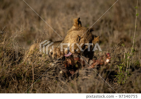 Young male lion lies licking bloody bones Young male lion lies licking bloody bones 97340755
