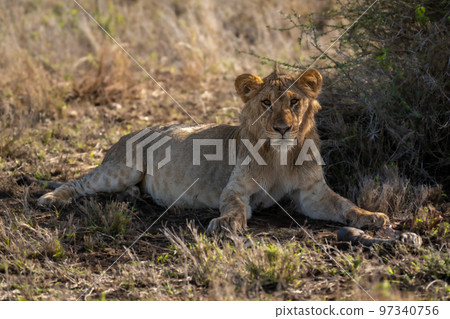 Young male lion lies near zebra hoof Young male lion lies near zebra hoof 97340756