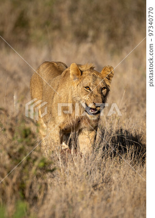 Young male lion stands snarling in grass 97340770