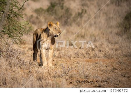 Young male lion stands staring beside bush Young male lion stands staring beside bush 97340772
