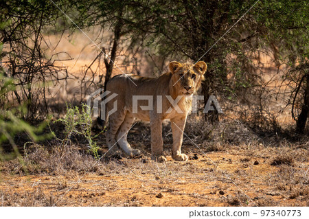 Young male lion stands staring by tree 97340773