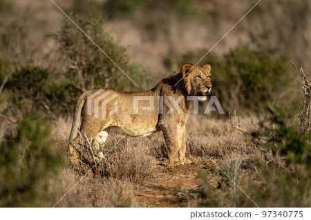 Young male lion stands staring on track 97340775