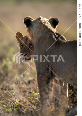 Young male lion stands staring past another Young male lion stands staring past another 97340776