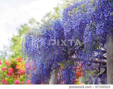 Azalea after wisteria shelf 97340920