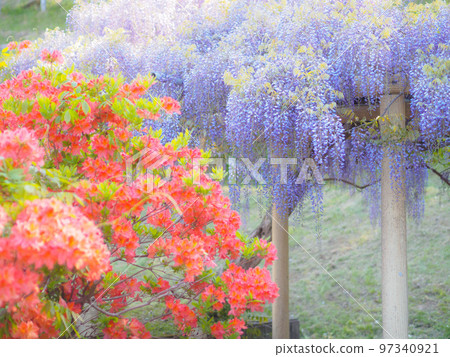 Azalea in front, wisteria shelf in the back 97340921