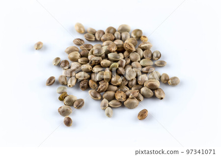 Cannabis hemp seeds pile close up macro shot isolated Cannabis hemp seeds pile close up macro shot isolated 97341071