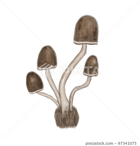 蘑菇 香菇 97341075