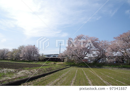 Uzen-Takamatsu Station on the Aterazawa Line The 100th anniversary issue of the Aterazawa Line passing through the station with cherry blossoms in full bloom Uzen-Takamatsu Station on the Aterazawa Line The 100th anniversary issue of the Aterazawa Line passing through the station with cherry blossoms in full bloom 97341887