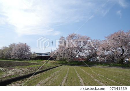 Uzen-Takamatsu Station on the Aterazawa Line The 100th anniversary issue of the Aterazawa Line passing through the station with cherry blossoms in full bloom Uzen-Takamatsu Station on the Aterazawa Line The 100th anniversary issue of the Aterazawa Line passing through the station with cherry blossoms in full bloom 97341889