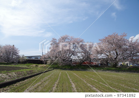 Uzen-Takamatsu Station on the Aterazawa Line The 100th anniversary issue of the Aterazawa Line passing through the station with cherry blossoms in full bloom Uzen-Takamatsu Station on the Aterazawa Line The 100th anniversary issue of the Aterazawa Line passing through the station with cherry blossoms in full bloom 97341892