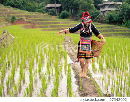 Hmong tribal Woman in black native dress with basket walking on ridge Hmong tribal Woman in black native dress with basket walking on ridge 97342092