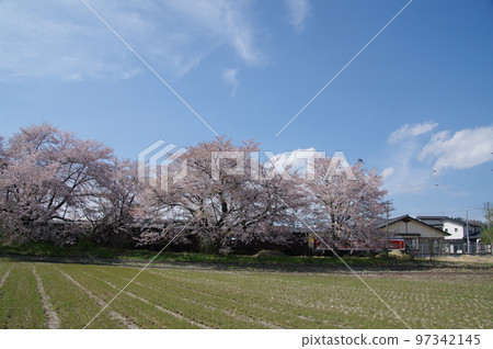 Uzen-Takamatsu Station on the Aterazawa Line The 100th anniversary issue of the Aterazawa Line passing through the station with cherry blossoms in full bloom Uzen-Takamatsu Station on the Aterazawa Line The 100th anniversary issue of the Aterazawa Line passing through the station with cherry blossoms in full bloom 97342145