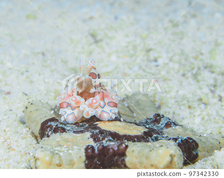 馬油炸 馬油炸 97342330