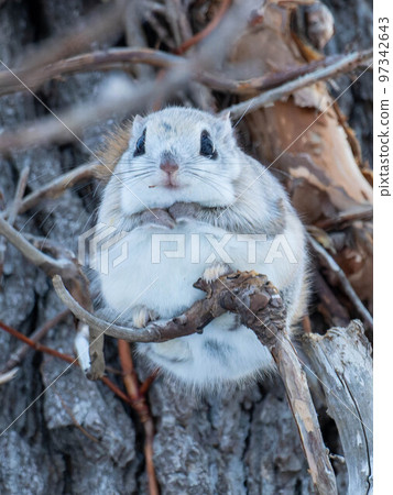 北海道特有動物蝦夷飛鼠可愛小動物 97342643