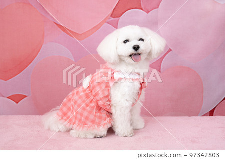 微笑的 maltipoo 玫瑰 97342803