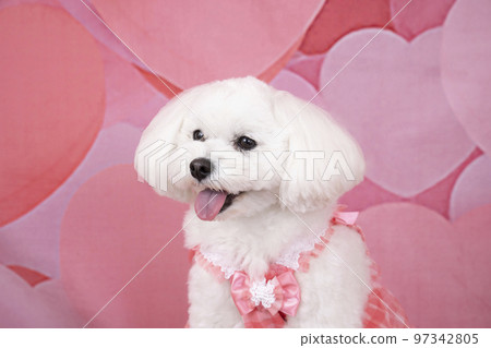 微笑的 maltipoo 玫瑰 97342805