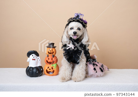 Maltipoo 穿著萬聖節服裝微笑 97343144