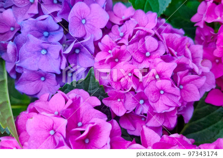Bright flowering hydrangeas in the garden. Background flowers, hydrangeas. Bright flowering hydrangeas in the garden. Background flowers, hydrangeas. 97343174