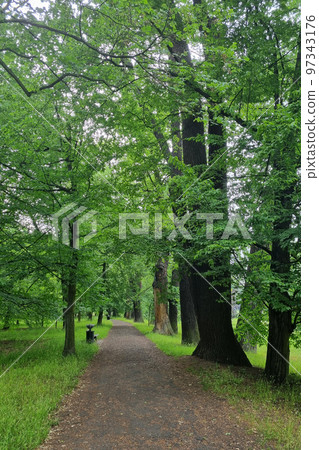A green young park on a spring day. Background nature. 97343176