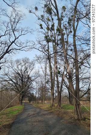 The beginning of spring. View of the park in early spring. 97343177