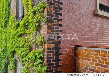 Grapes are scattered along the wall of the building. The background of nature. Grapes are scattered along the wall of the building. The background of nature. 97343178