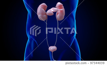 Human kidney anatomy for medical concept 3D 97344039
