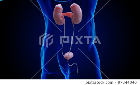 Human kidney anatomy for medical concept 3D 97344040