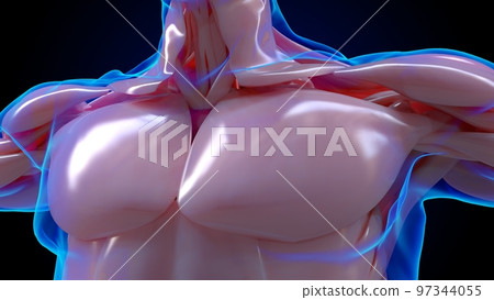 muscular system is an organ system responsible for providing strength 3D 97344055