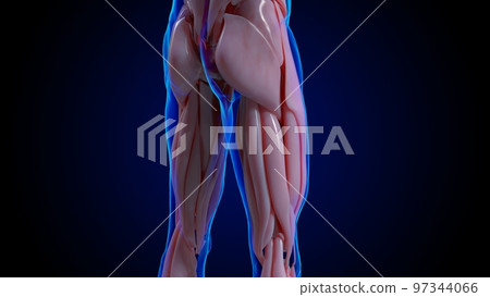 muscular system is an organ system responsible for providing strength 3D 97344066