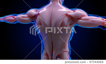 muscular system is an organ system responsible for providing strength 3D 97344068