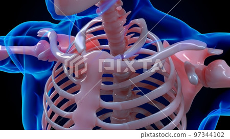human skeleton anatomy clavicle bones for medical concept 3D rendering human skeleton anatomy clavicle bones for medical concept 3D rendering 97344102