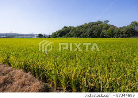 Ripe paddy rice field in Taiwan Ripe paddy rice field in Taiwan 97344699
